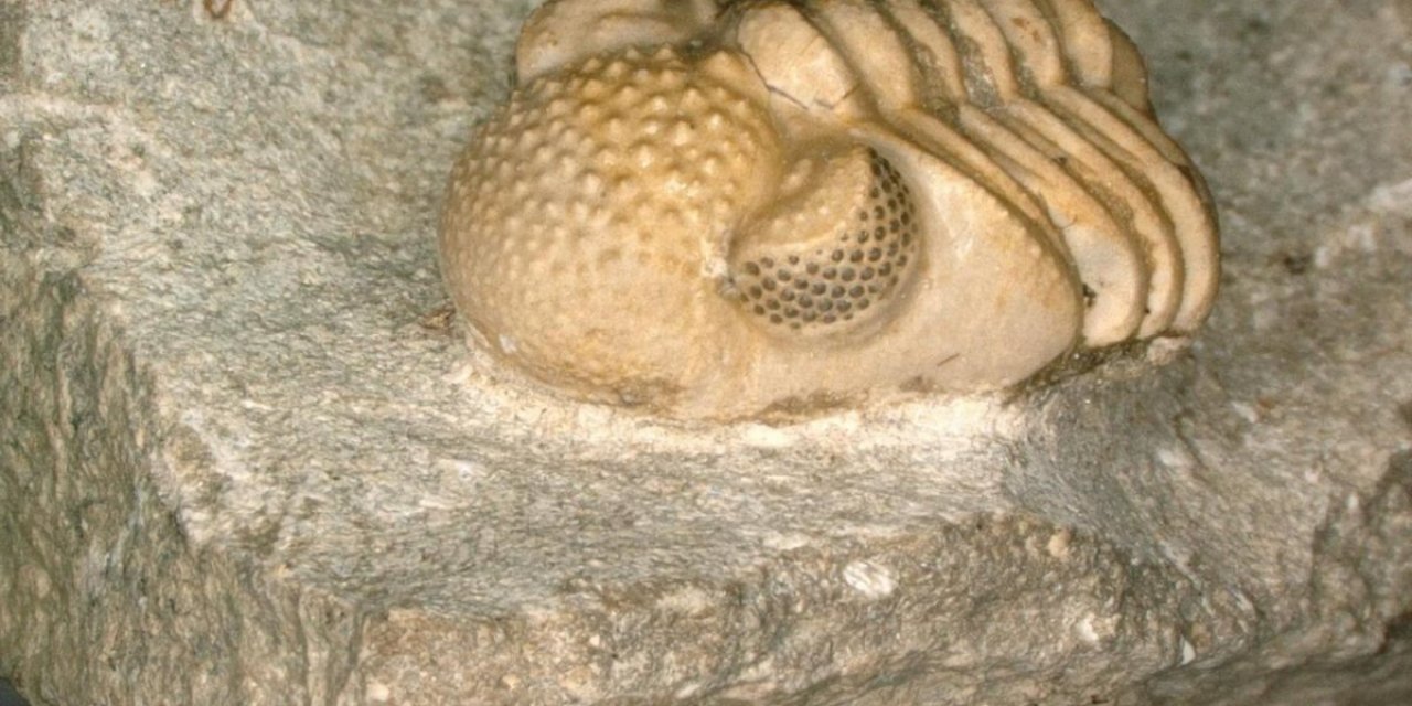 390 milyon yıllık fosilde yüzlerce göz olduğu belirlendi