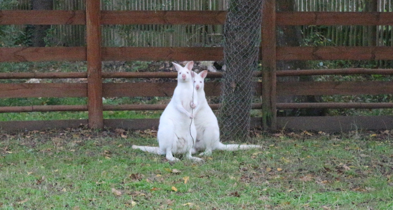 Kocaeli’de Dünyaya Gelen Minik Kanguru Kesesinden Çıktı