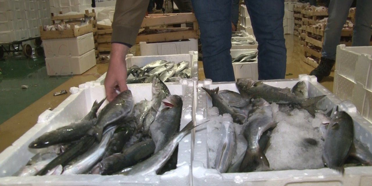 Marmara Denizi’nde lüfer bolluğu balıkçıların yüzünü güldürdü