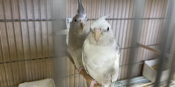 İstanbul’da ’kaçak papağan çiftliğine’ operasyon: 45 papağan ele geçirildi