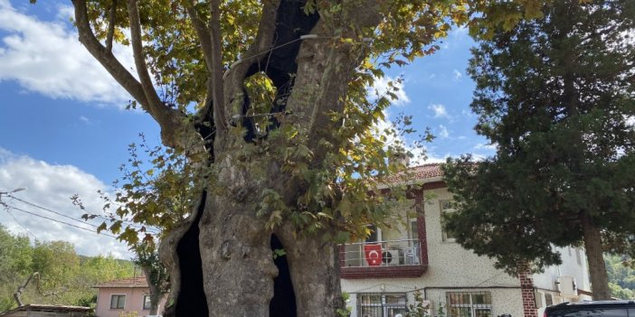 Rum çetelerin işkencelerine tanıklık eden 8 asırlık ’işkence ağacı’