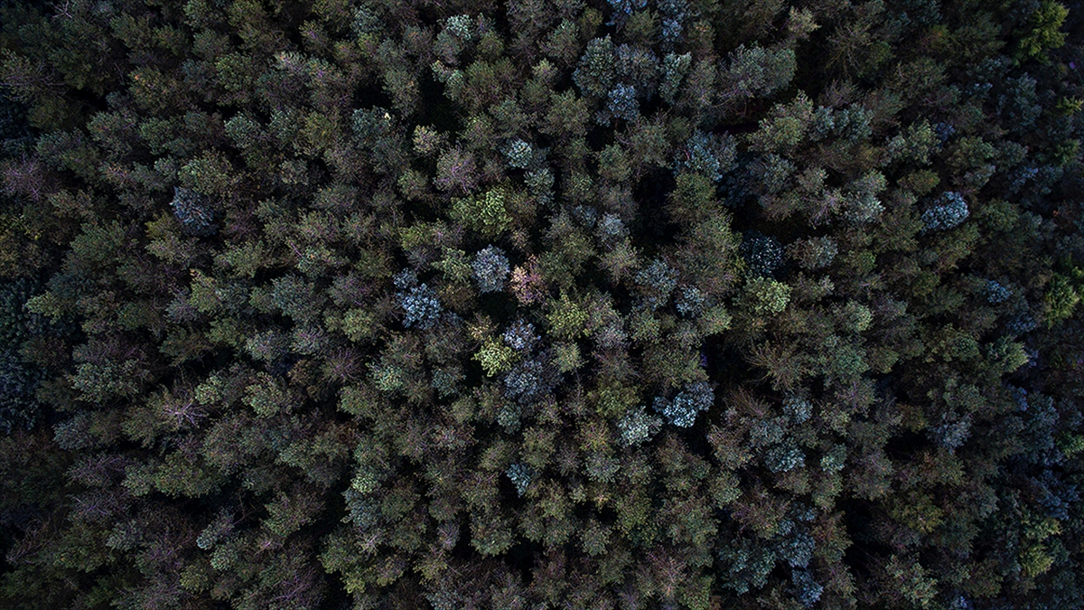 Afrika'da 7 Milyardan Fazla Yeni Ağaç Tespit Edildi