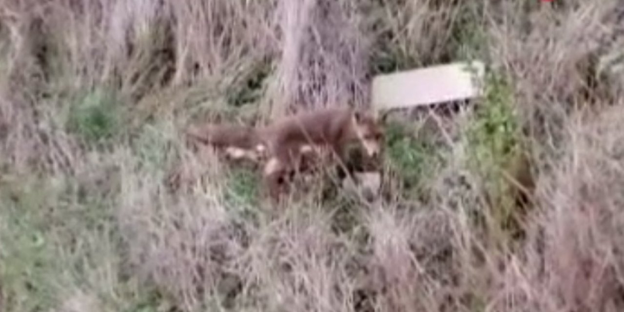 Arnavutköy'de aç kalan tilki, evin bahçesindeki ekmeği alıp kaçtı