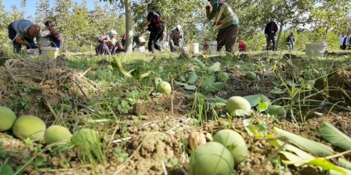 Bursa’da ceviz hasadı çiftçiyi sevindirdi