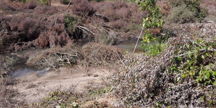 Bursa’da baraj kapakları kapanınca binlerce balık telef oldu
