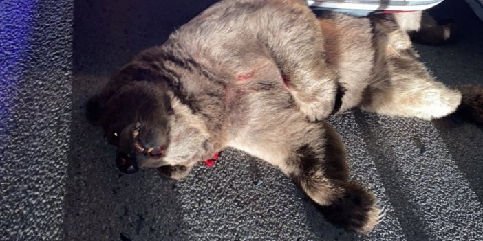 Otomobilin çarptığı ayı telef oldu