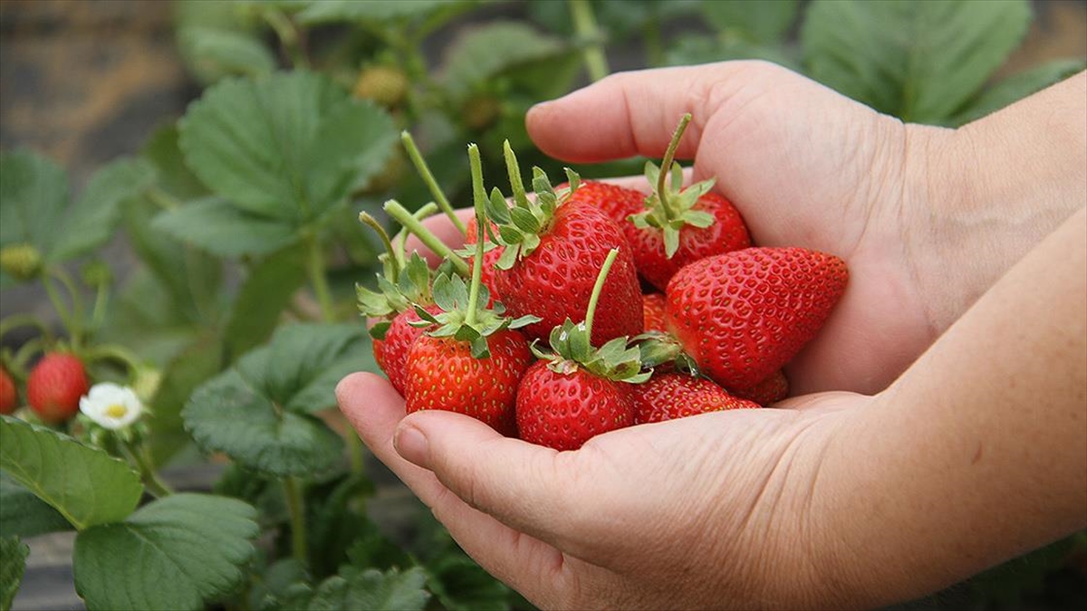 Konya'da Bin 150 Nüfuslu Mahallenin Kaderi Organik Çilekle Değişti