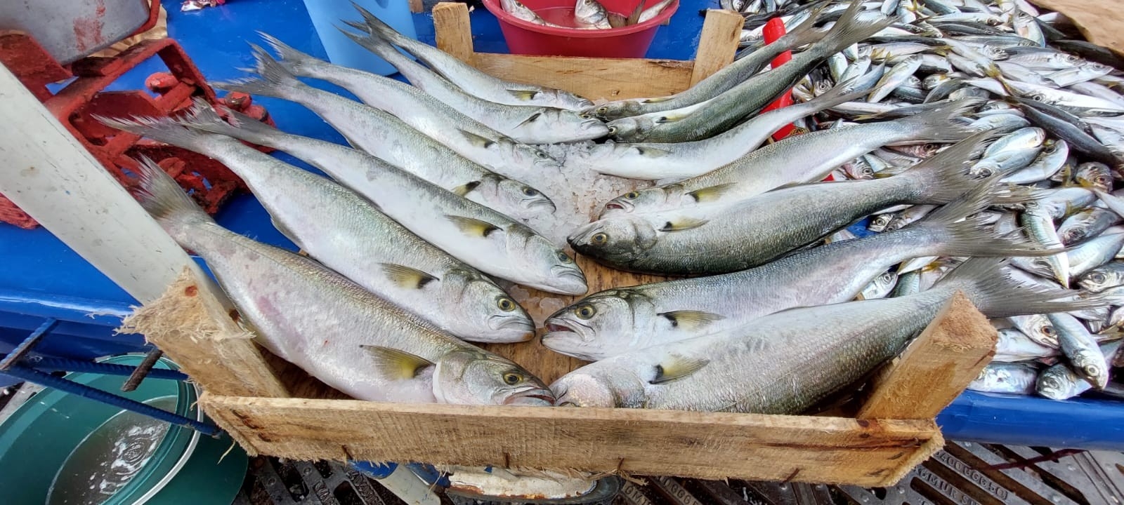 Tekirdağ’da Lüfer 25 Liraya Kadar Düştü