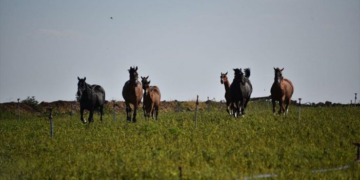 Hobi Olarak Başladığı At Yetiştiriciliğinde Şampiyon Adayı Tayları Hipodroma Hazırlıyor