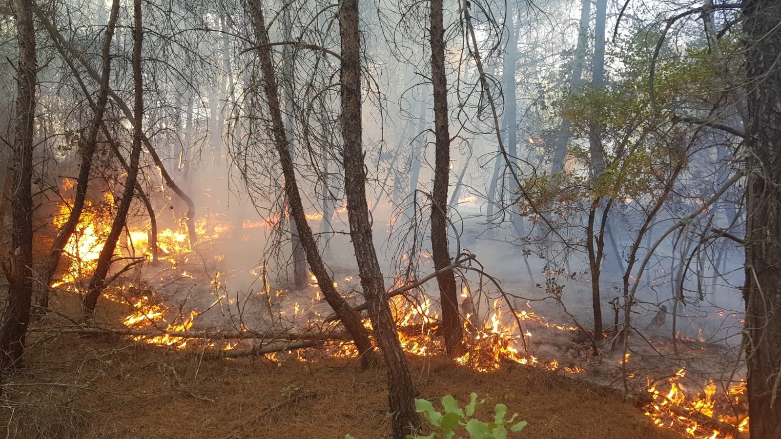 Kütahya’da orman yangını