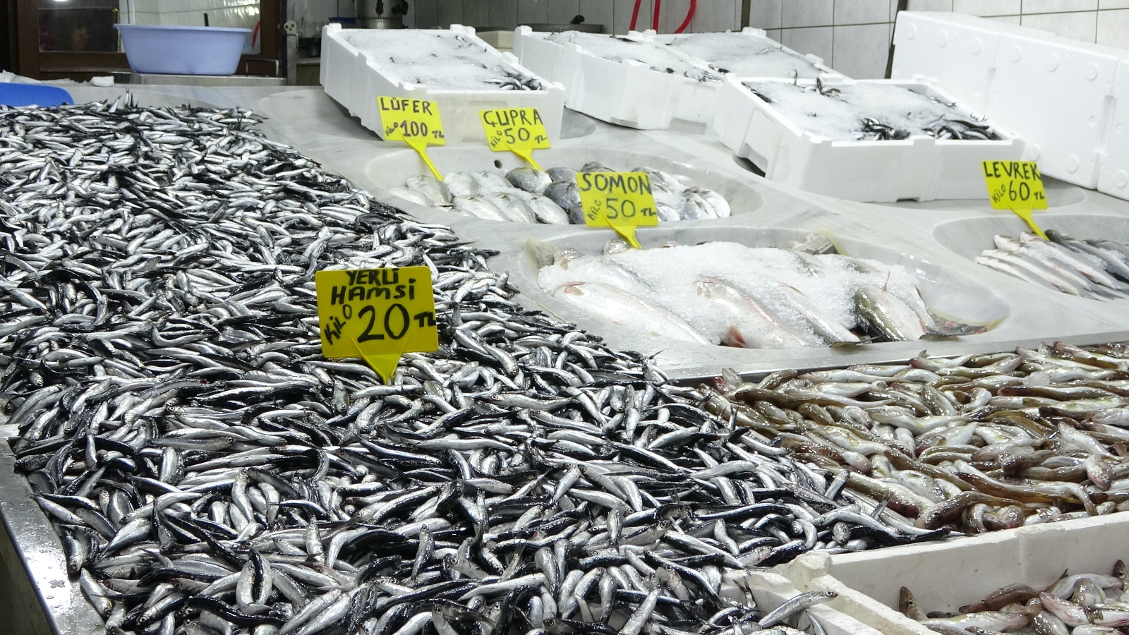 Sinop’ta hamsi bereketi: Kilosu 20 TL