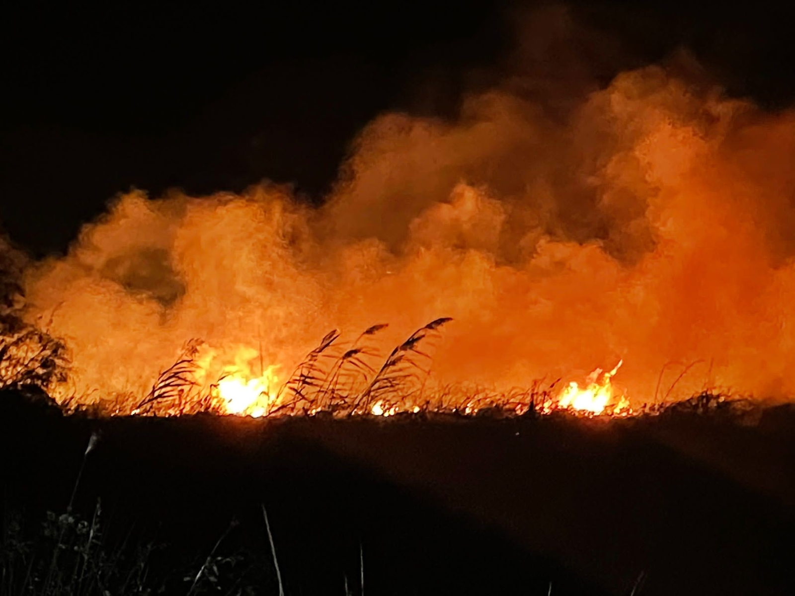 İznik Gölü kıyısında çıkan yangında 20 dönüm alan kül oldu
