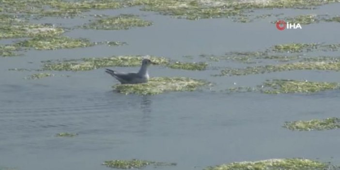 Bostanlı sahili’ni deniz marulları kapladı