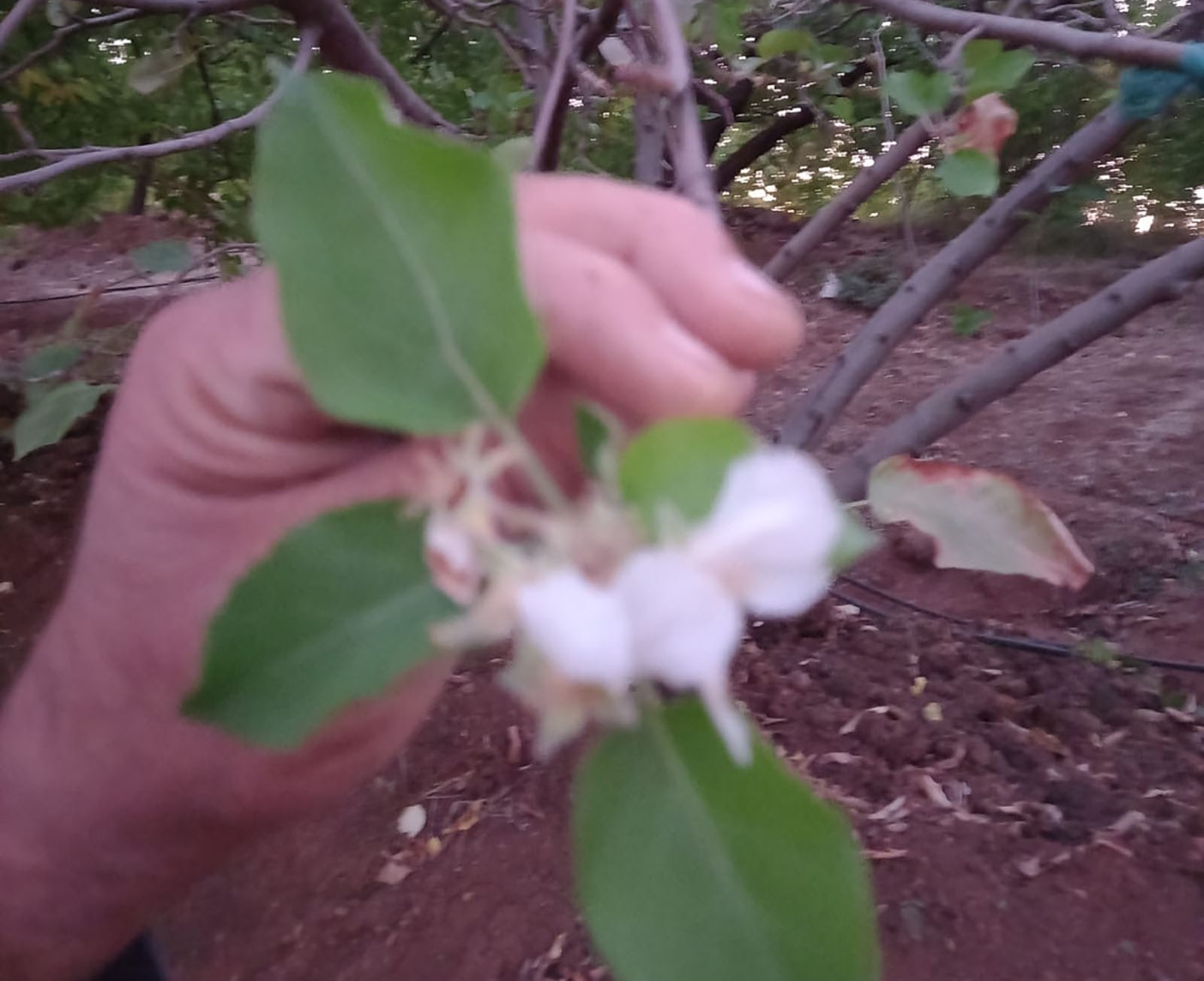 Elazığ’da yalancı bahara aldanan kiraz ağaçları çiçek açtı