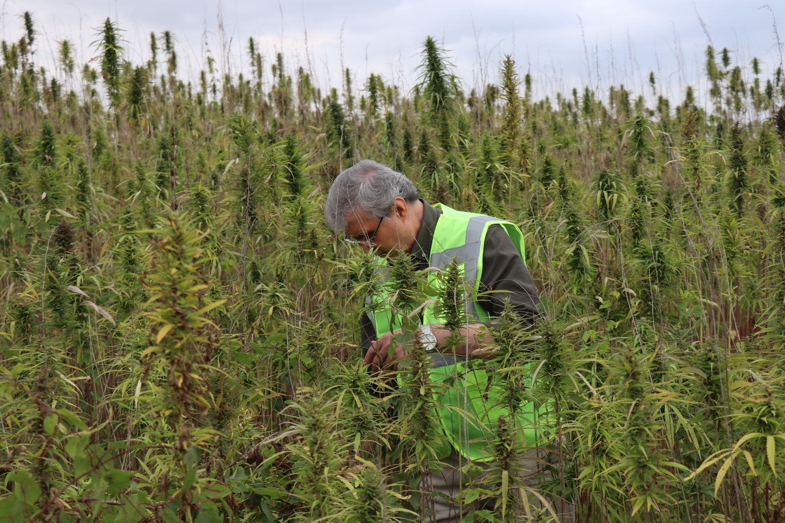 Atıl alan kenevir tarlası oldu, 500 dekar alanda hasat başladı