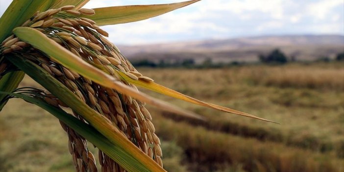Çeltik Üreticileri Verim Ve Kaliteden Memnun