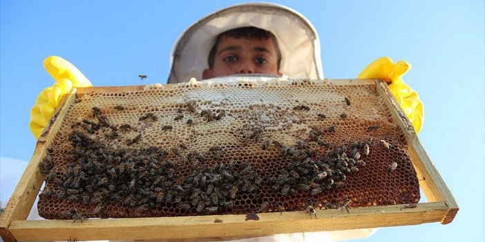 Şanlıurfa'nın Bal Üretimi Tkdk Desteğiyle Artıyor