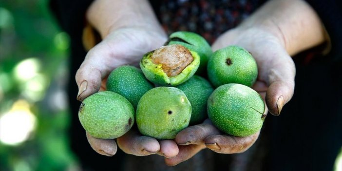Üzüm Bağlarıyla Türkülere Konu Olan Gesi'de Ceviz Hasadı Zamanı