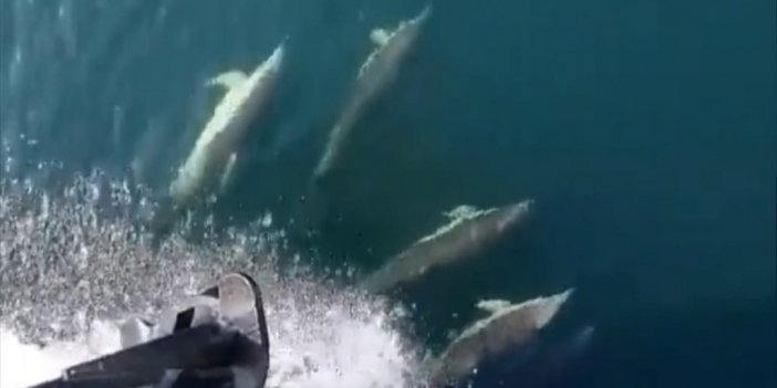 Müsilajdan Temizlenen İzmit Körfezi'ne Yunuslar Daha Çok Gelmeye Başladı