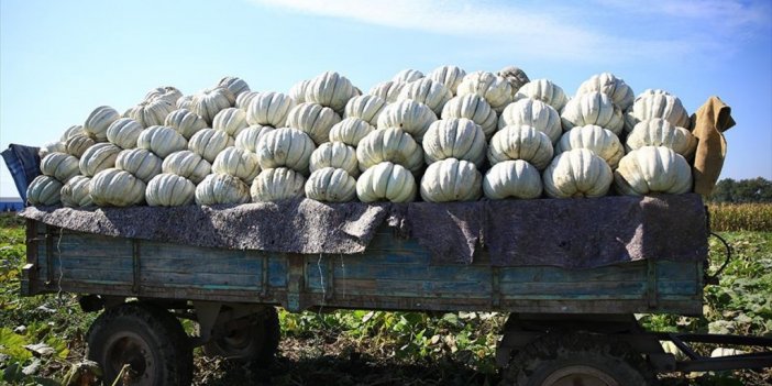 Sakarya'nın Coğrafi İşaretli 'bal Kabağı'nın Tarladan Sofraya Yolculuğu Başladı