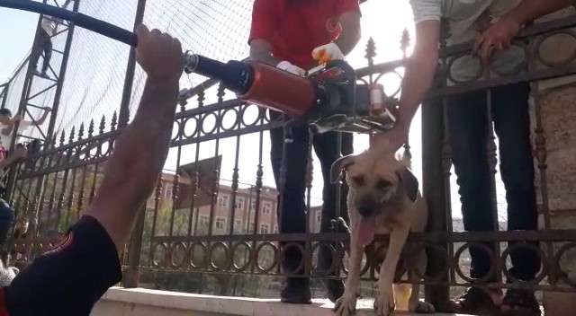Okulun Demir Korkuluklarına Sıkışan Köpek Kurtarıldı