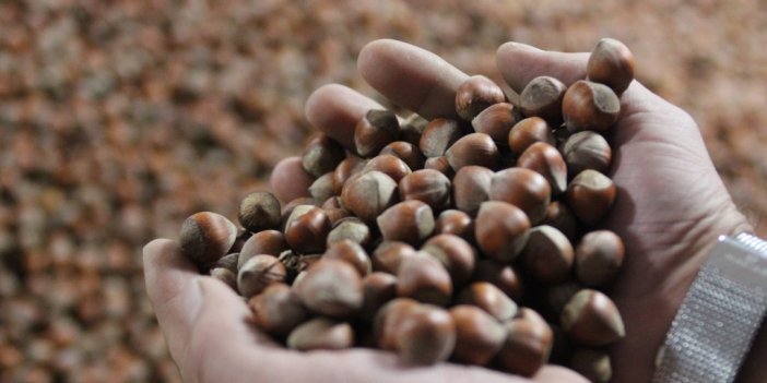 Fındık fiyatı haftaya yükselişle başladı