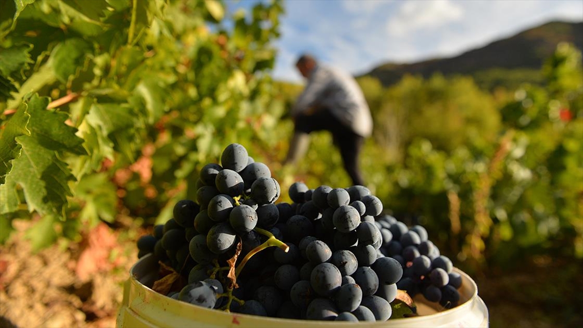 Tunceli'de Üzüm Bağlarında Hasat Başladı