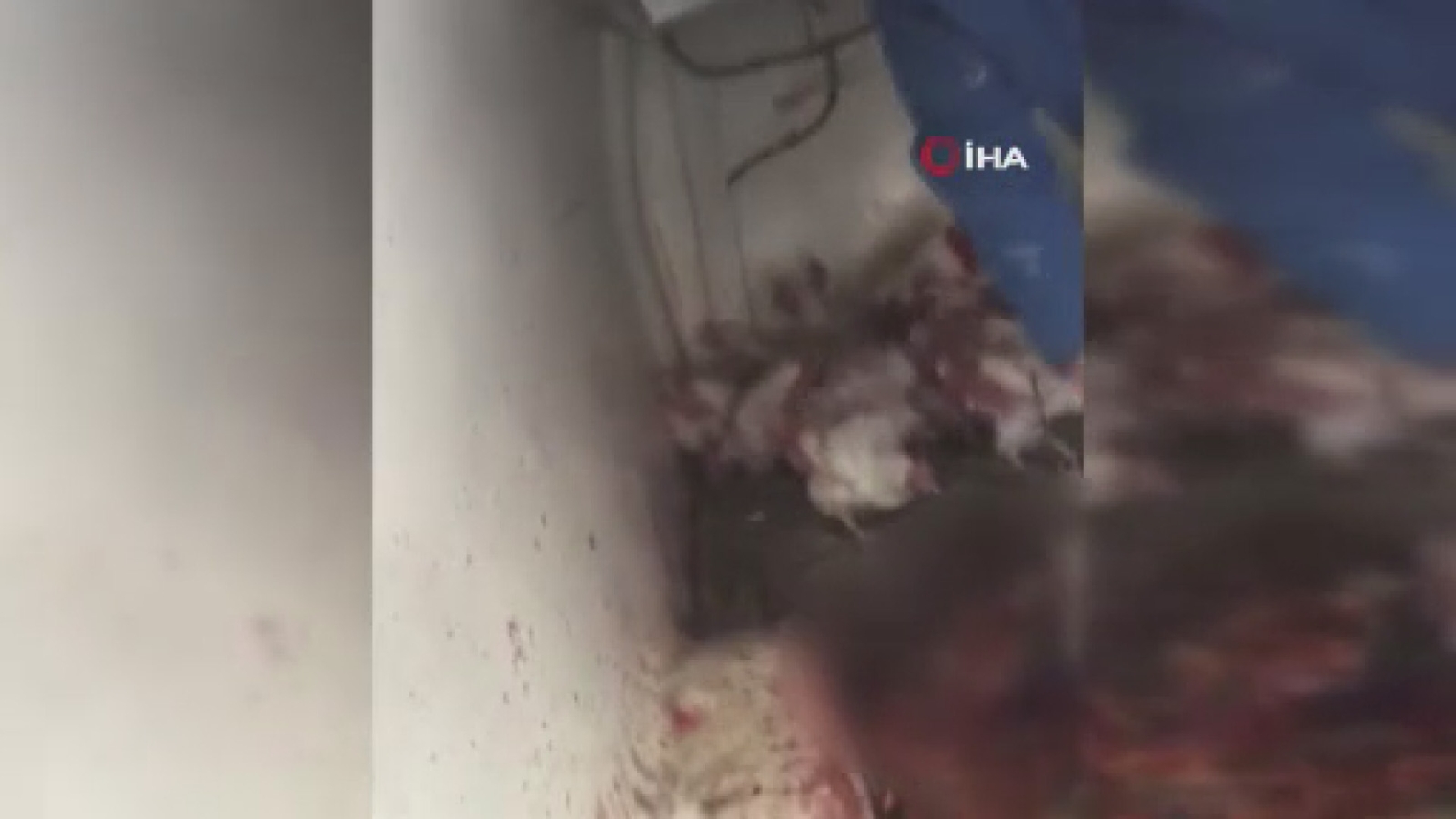 Araç İçinde İlginç Tavuk Satışı, Sosyal Medyada Tepki Topladı