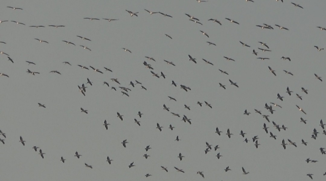 Pelikanlar ve turnaların gökyüzündeki dansı görsel şölen oluşturdu