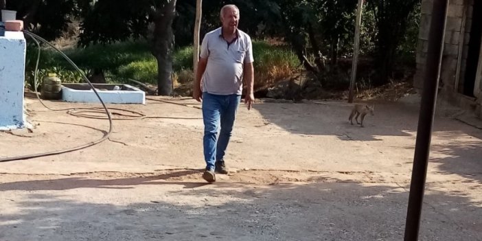 ‘Kızım’ diye seslendiği tilkiyi besledi