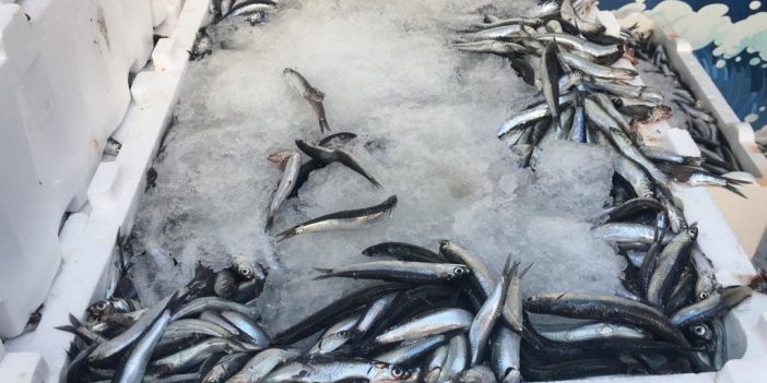 Hamsinin kilosu 5 TL’ye düşünce vatandaş tezgahlara akın etti