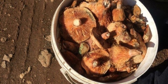 Fiyatını duyan ormana koştu