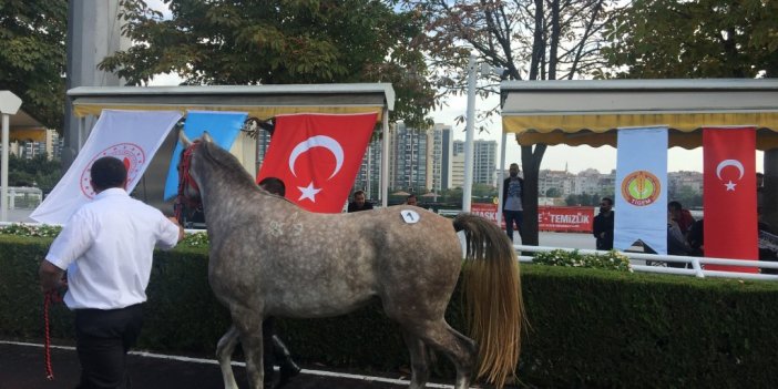 Safkan Arap yarış atı "Cevhertay" TİGEM tarihinin en yüksek fiyatına satıldı