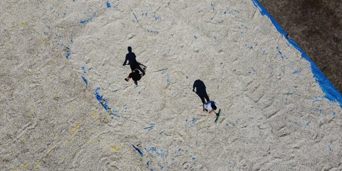 Sohbetlerin Vazgeçilmezi 'eğlencelik Çekirdek' Tarlalarında Kurutma Mesaisi