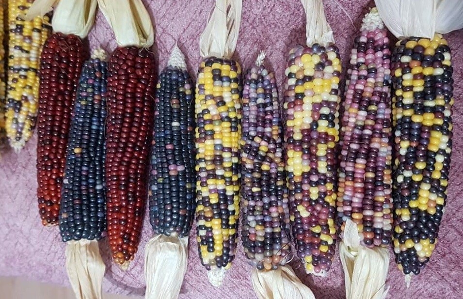 Sinop’ta renkli mısırlar ilgi görüyor