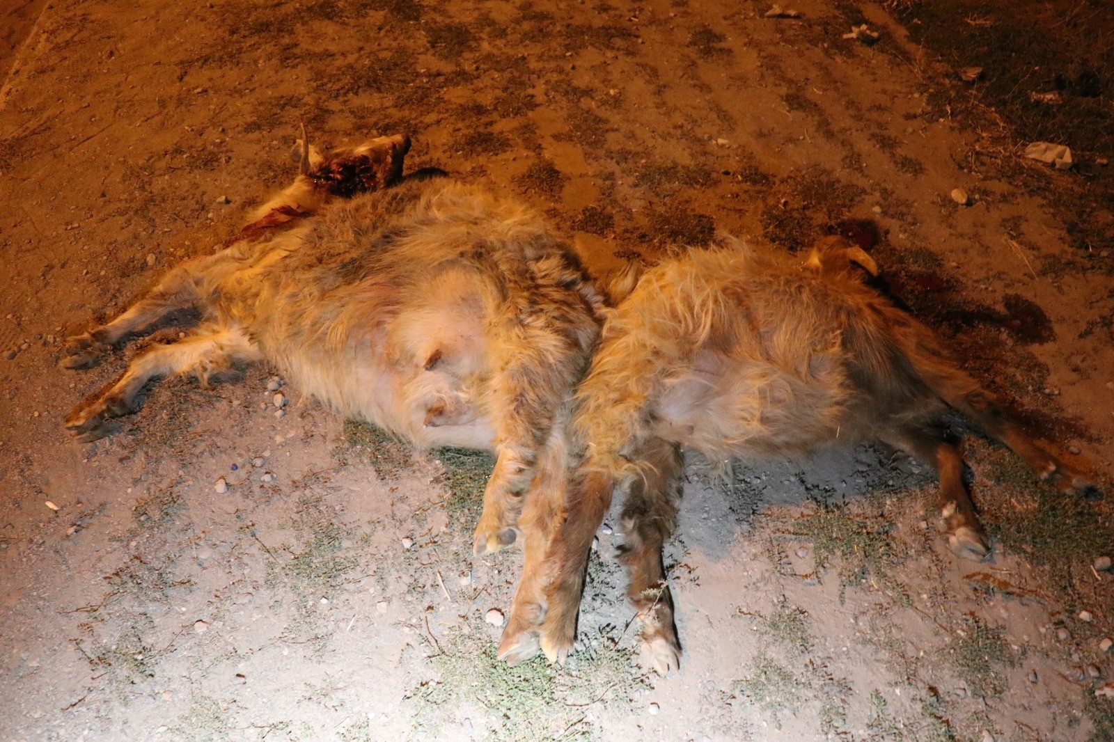 Ağrı’da Otomobil Sürüye Çarptı, 6 Keçi Telef Oldu