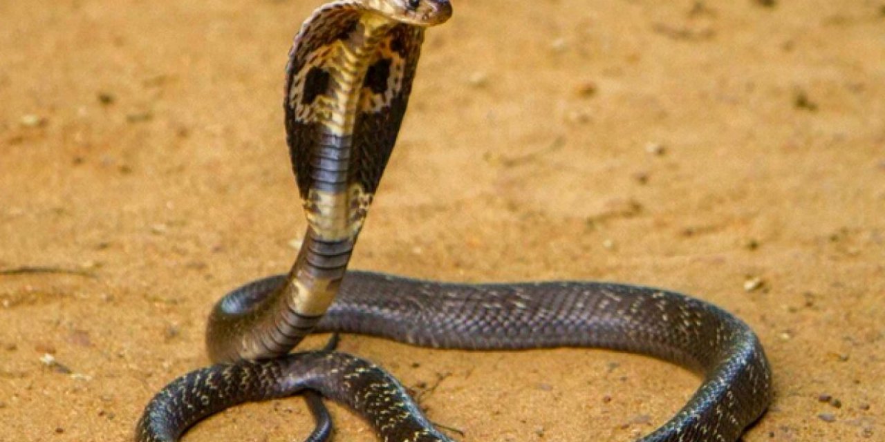 Hindistan'da eşini öldürmek için kobra kiraladı