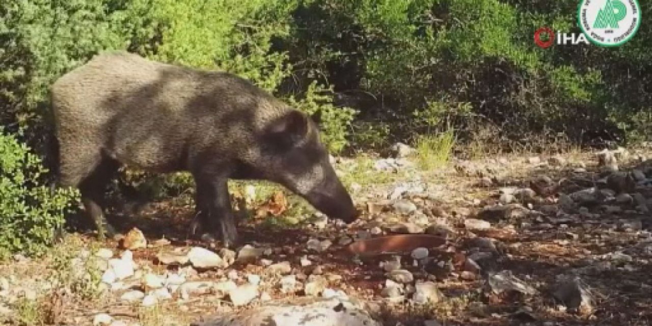 DKMP fotokapana takılan yabani hayvanların görüntüsünü paylaştı
