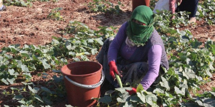Kilis’te turşuluk hıtta acur zamanı