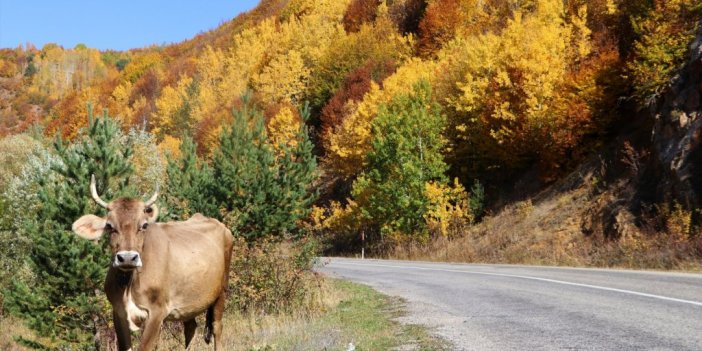 Dipsizgöl sonbahar güzelliği ile mest ediyor