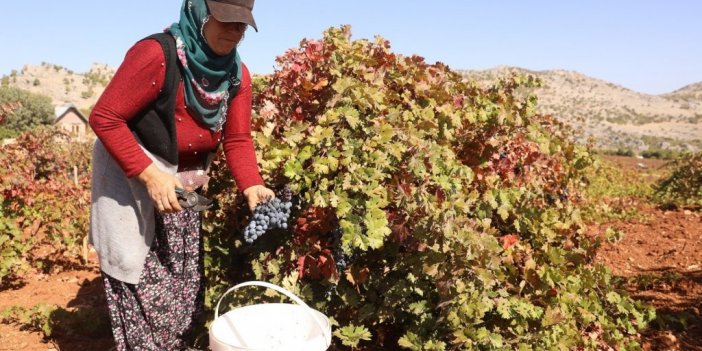 Coğrafi işaretli Boğazkere üzümünde bağbozumu başladı