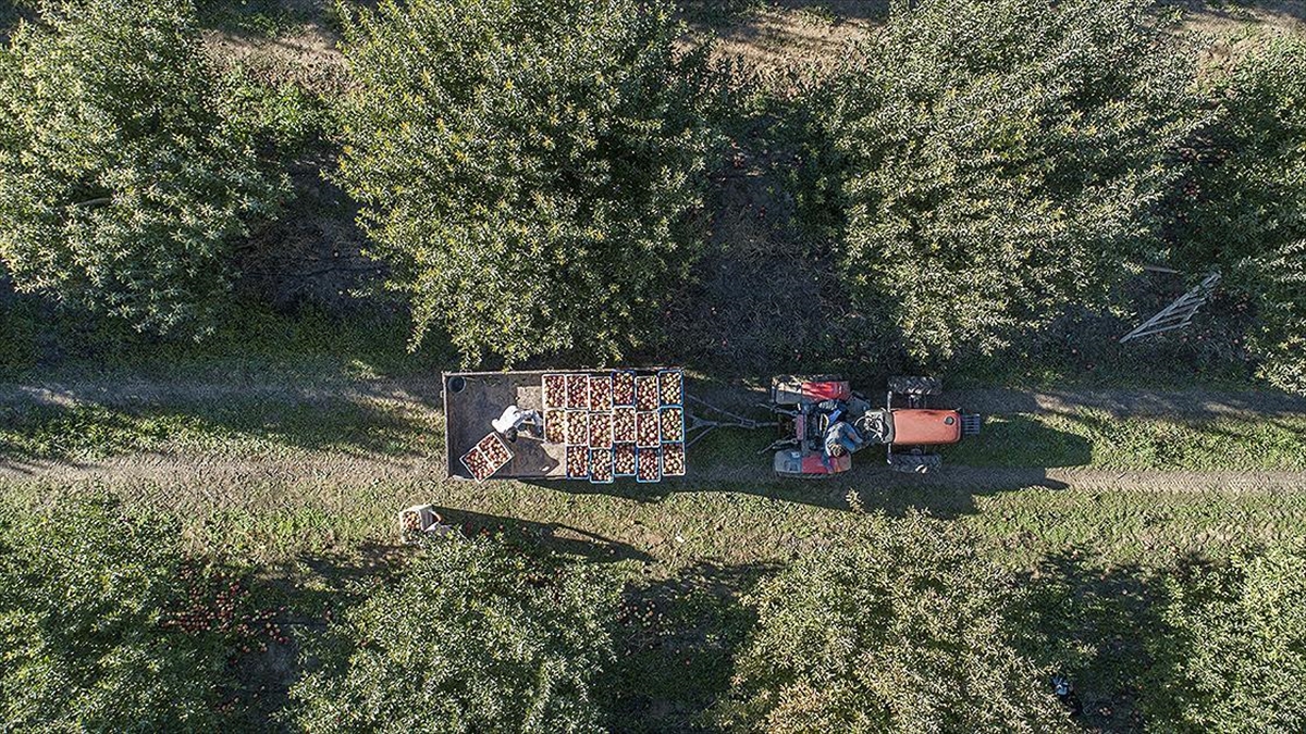 Yahyalı Elmasında Üretim Alanı Genişledi Rekolte Arttı