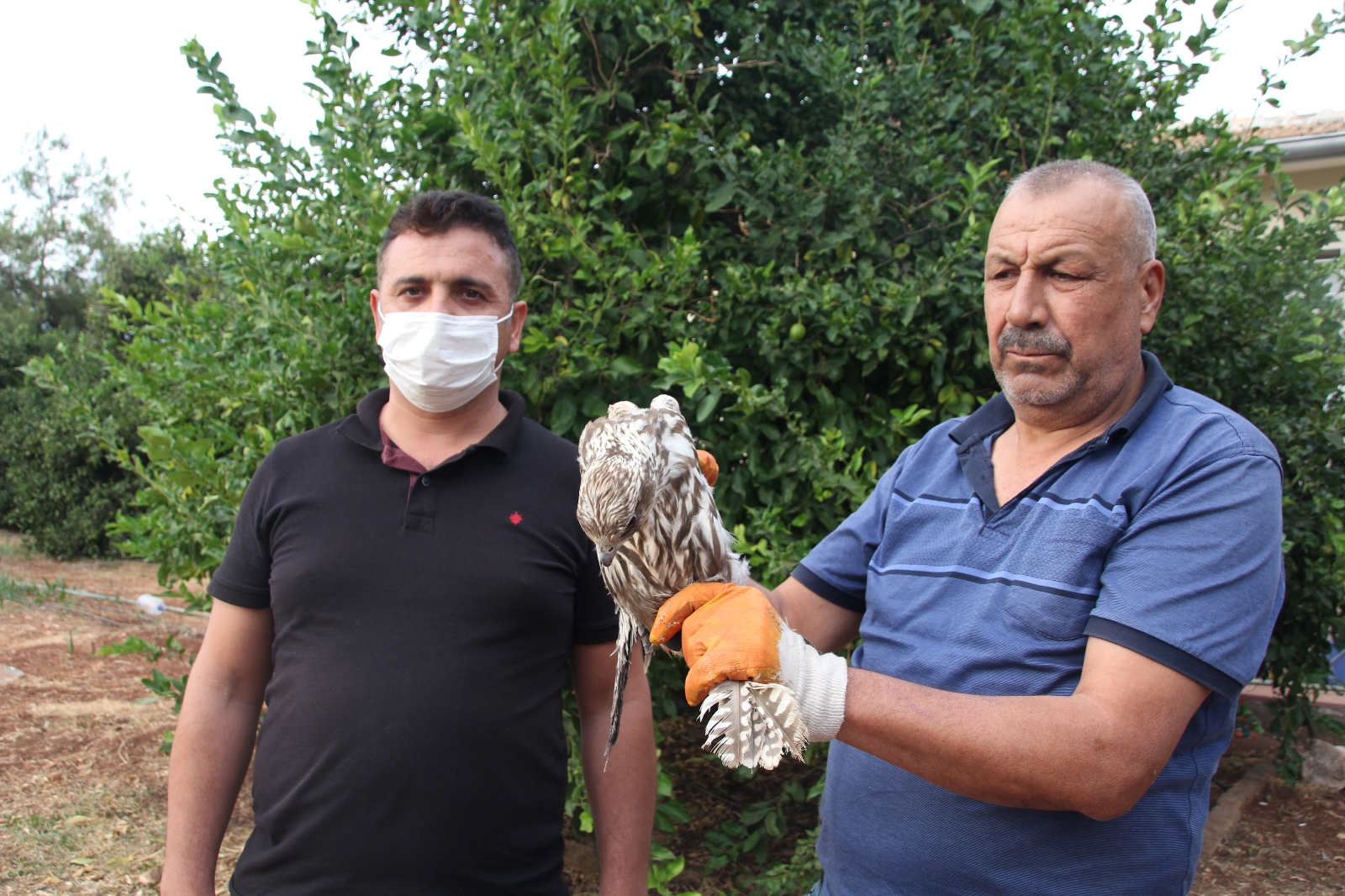 Evinde Şahin Besledi 19 Bin TL Para Cezası Yedi