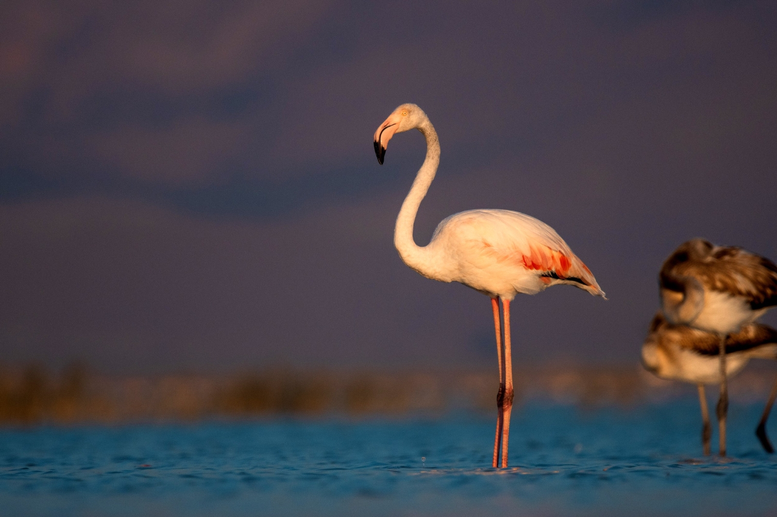 Yıllarını verdi, 280 farklı kuş türünü fotoğraflamayı başardı