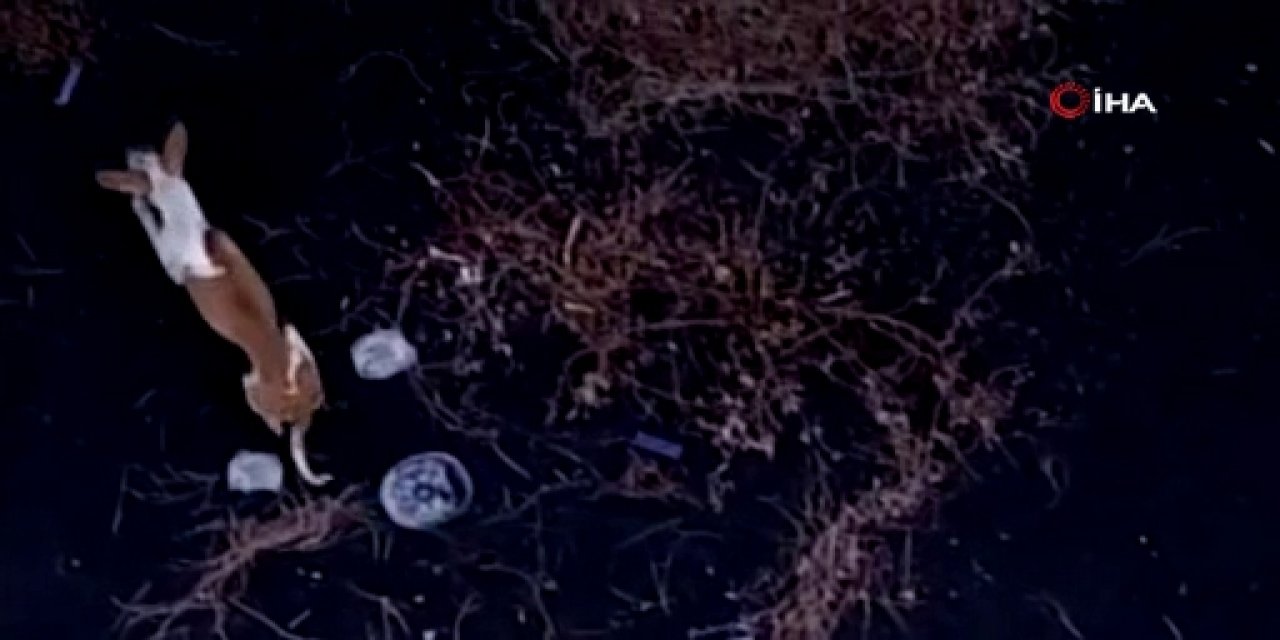 La Palma’da lavlar arasında kalan hayvanlara dronelarla yiyecek dağıtılıyor