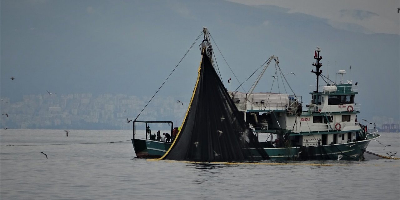 Körfeze giren 600 bin ton hamsiyi saatler içinde yakaladılar