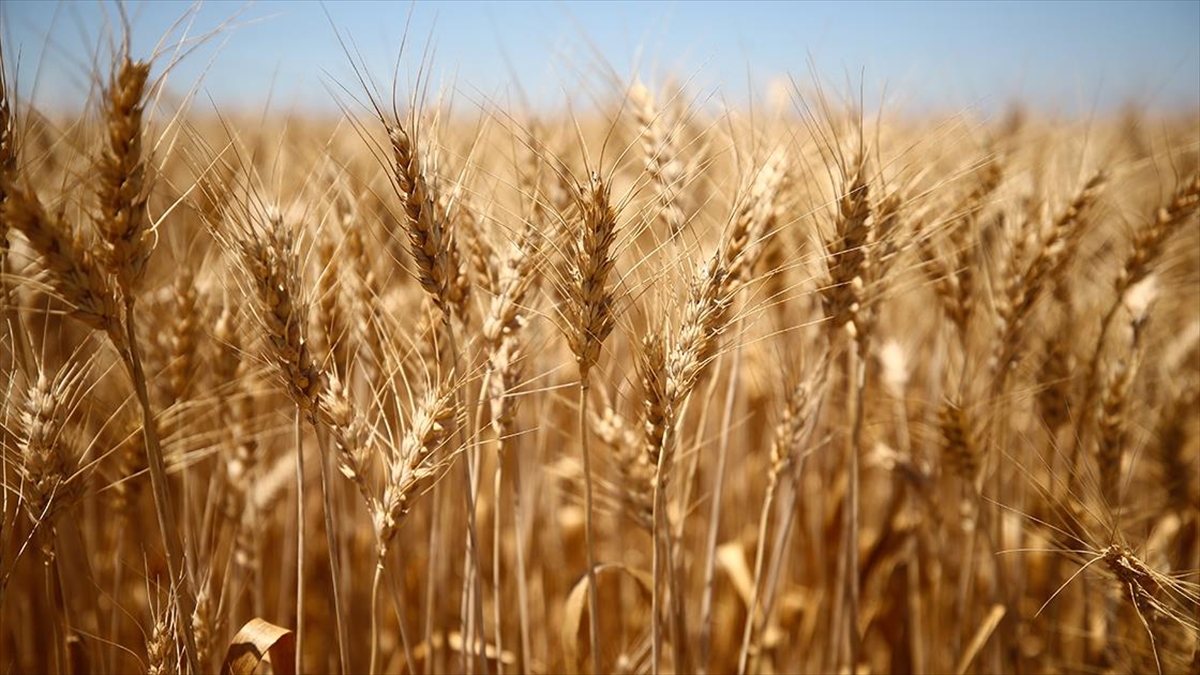 Türkiye'de Azalan Buğday Verimine Karşı 'doğru Ve Sürdürülebilir Tarım' Önerisi