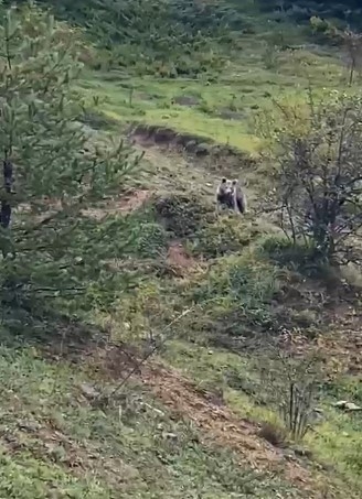 Yolda Karşılaştığı Ayıya Böyle Seslendi