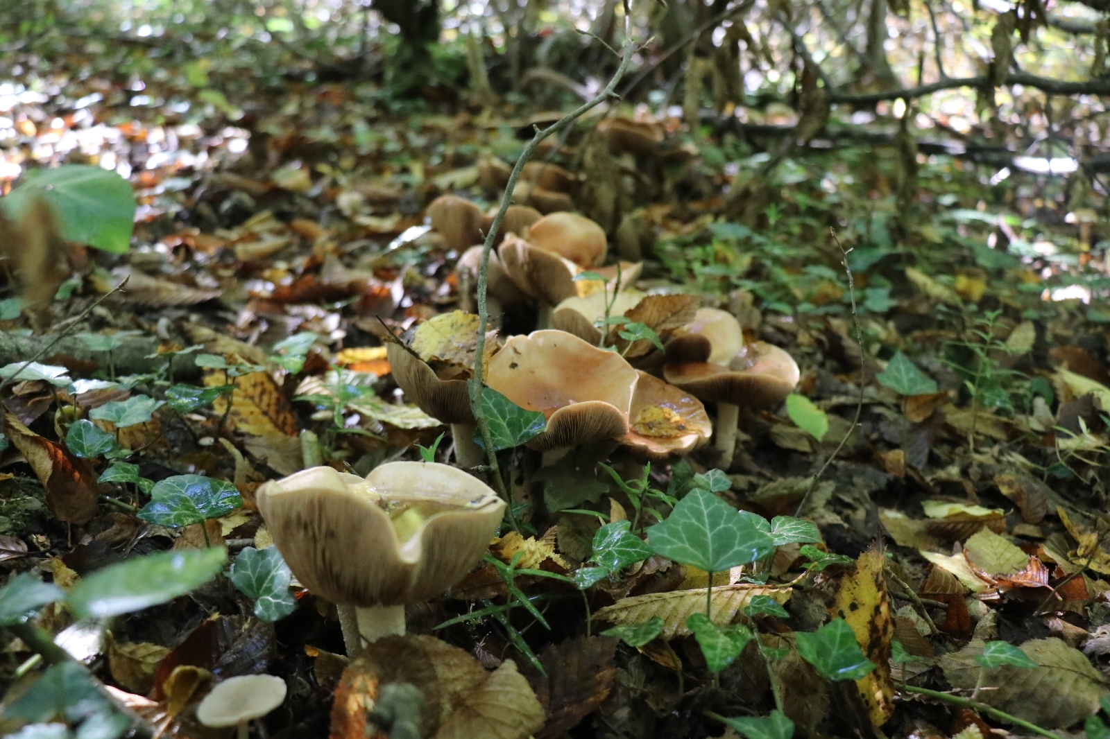 Sakarya ormanlarında mantar avı