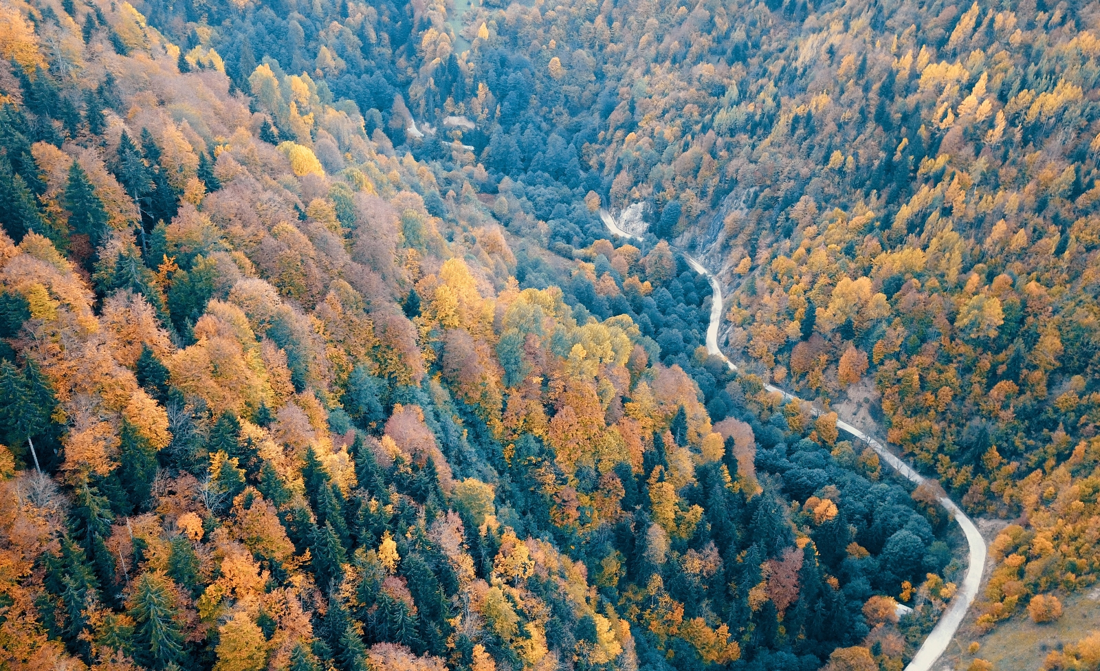 Örümcek Ormanlarında renk cümbüşü